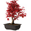 Acer palmatum deshojo, 40 cm, ± 10 años de edad, con un nebari de 4 cm