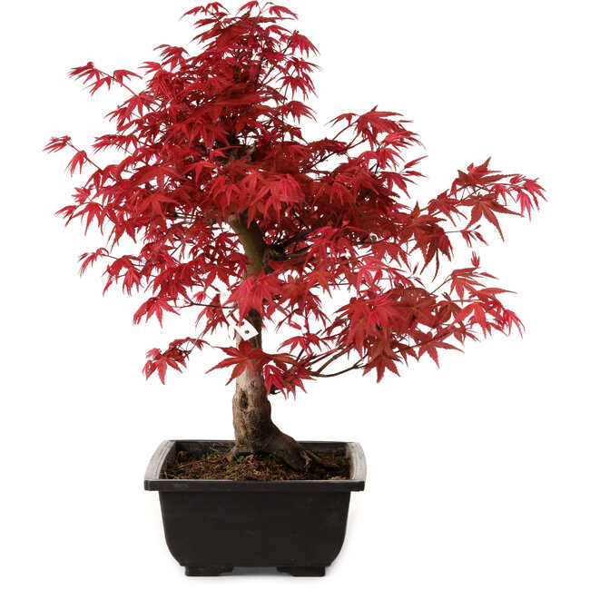 Acer palmatum deshojo, 40 cm, ± 10 years old, with a nebari of 4 cm