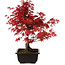 Acer palmatum deshojo, 40 cm, ± 10 ans, avec un nebari de 4 cm
