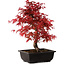 Acer palmatum deshojo, 40 cm, ± 10 years old, with a nebari of 4 cm