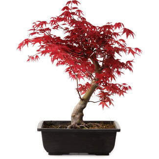 Acer palmatum deshojo, 40 cm, ± 10 Jahre alt
