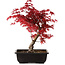 Acer palmatum deshojo, 40 cm, ± 10 anni, con nebari di 4 cm