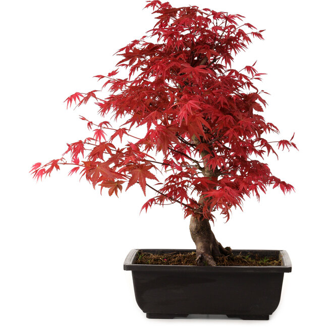 Acer palmatum deshojo, 40 cm, ± 10 anni, con nebari di 4 cm