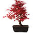 Acer palmatum deshojo, 40 cm, ± 10 jaar oud, met een nebari van 4 cm