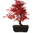 Acer palmatum deshojo, 40 cm, ± 10 years old, with a nebari of 4 cm