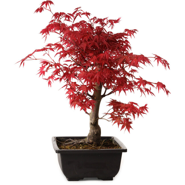 Acer palmatum deshojo, 40 cm, ± 10 Jahre alt, mit einem Wurzelhals von 4 cm