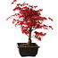 Acer palmatum deshojo, 40 cm, ± 10 años de edad, con un nebari de 4 cm