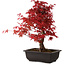 Acer palmatum deshojo, 40 cm, ± 10 years old, with a nebari of 4 cm