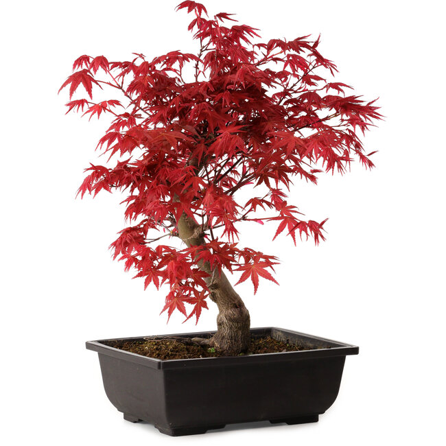 Acer palmatum deshojo, 40 cm, ± 10 jaar oud, met een nebari van 4 cm