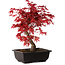Acer palmatum deshojo, 40 cm, ± 10 Jahre alt, mit einem Wurzelhals von 4 cm