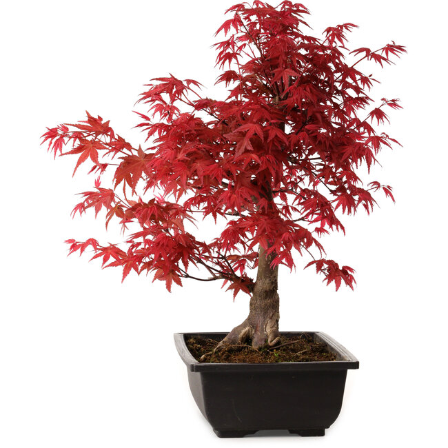 Acer palmatum deshojo, 40 cm, ± 10 years old, with a nebari of 4 cm