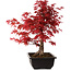 Acer palmatum deshojo, 40 cm, ± 10 years old, with a nebari of 4 cm
