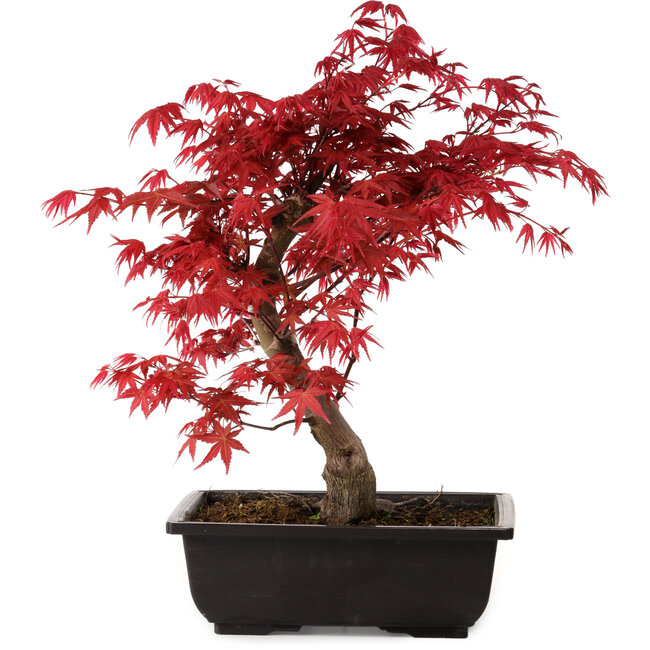 Acer palmatum deshojo, 40 cm, ± 10 anni, con nebari di 4 cm