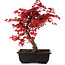 Acer palmatum deshojo, 40 cm, ± 10 Jahre alt, mit einem Wurzelhals von 4 cm