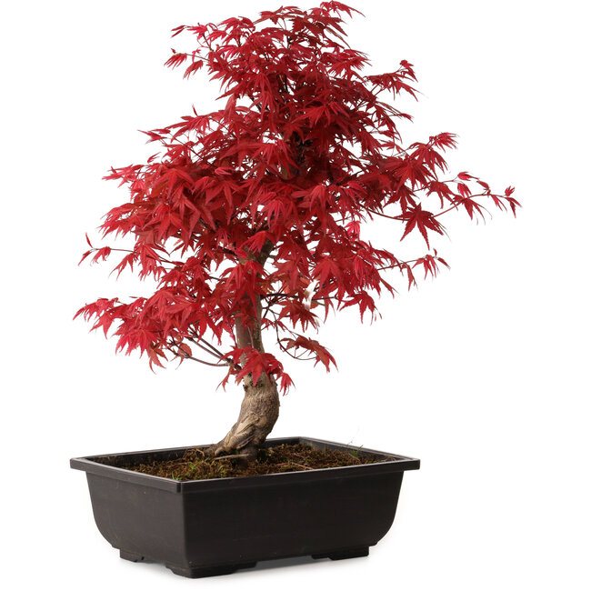 Acer palmatum deshojo, 40 cm, ± 10 anni, con nebari di 4 cm