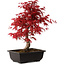 Acer palmatum deshojo, 40 cm, ± 10 Jahre alt, mit einem Wurzelhals von 4 cm