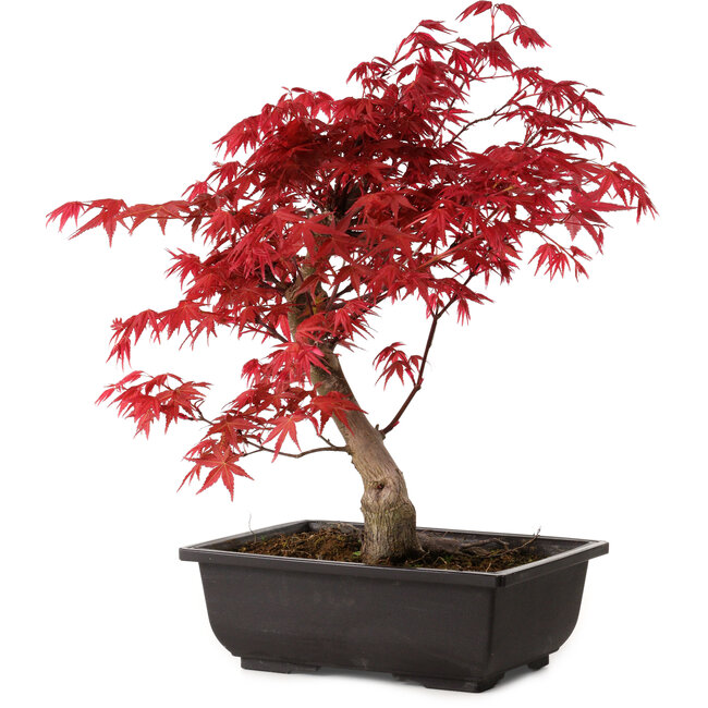 Acer palmatum deshojo, 40 cm, ± 10 anni, con nebari di 4 cm