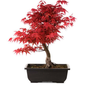 Acer palmatum deshojo, 40 cm, ± 10 years old