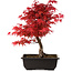 Acer palmatum deshojo, 40 cm, ± 10 Jahre alt, mit einem Wurzelhals von 4 cm