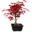 Acer palmatum deshojo, 40 cm, ± 10 años de edad, con un nebari de 4 cm