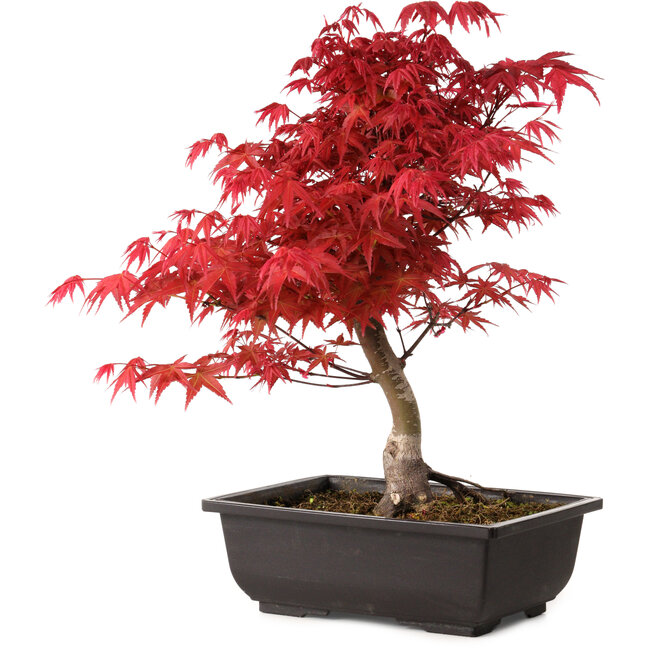 Acer palmatum deshojo, 40 cm, ± 10 years old, with a nebari of 4 cm