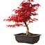 Acer palmatum deshojo, 40 cm, ± 10 years old, with a nebari of 4 cm