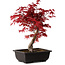 Acer palmatum deshojo, 40 cm, ± 10 Jahre alt, mit einem Wurzelhals von 4 cm