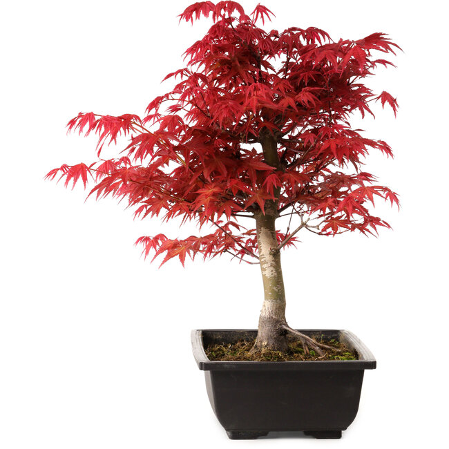 Acer palmatum deshojo, 40 cm, ± 10 years old, with a nebari of 4 cm