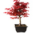 Acer palmatum deshojo, 40 cm, ± 10 jaar oud, met een nebari van 4 cm