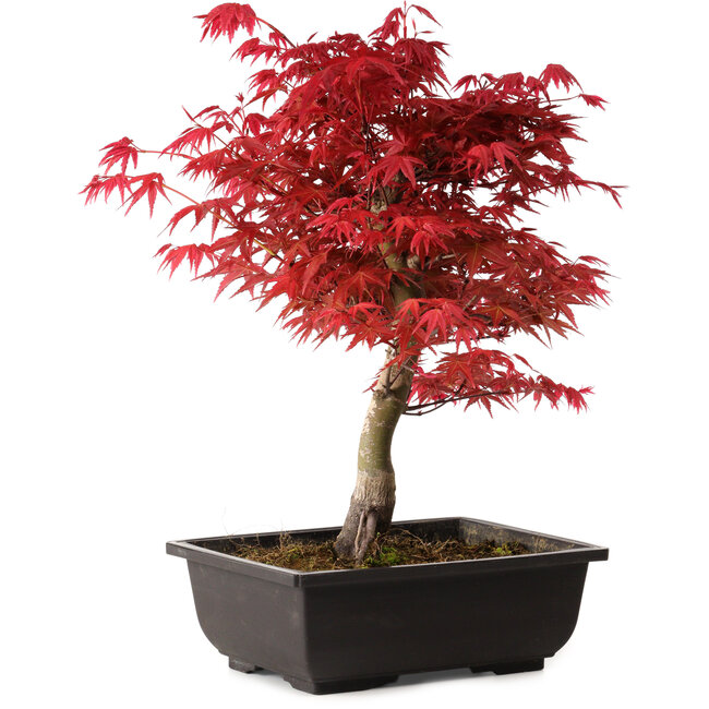 Acer palmatum deshojo, 40 cm, ± 10 ans, avec un nebari de 4 cm