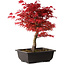 Acer palmatum deshojo, 40 cm, ± 10 ans, avec un nebari de 4 cm