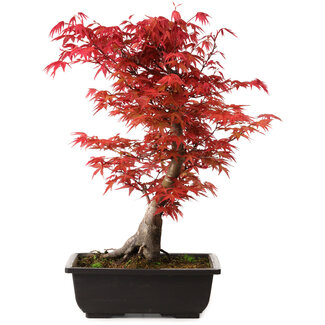 Acer palmatum deshojo, 40 cm, ± 10 Jahre alt