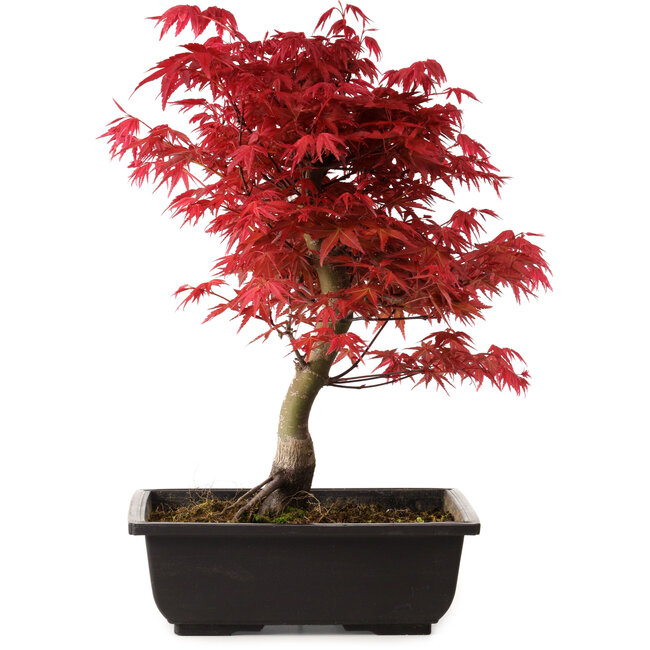 Acer palmatum deshojo, 40 cm, ± 10 Jahre alt, mit einem Wurzelhals von 4 cm