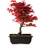 Acer palmatum deshojo, 40 cm, ± 10 jaar oud, met een nebari van 4 cm