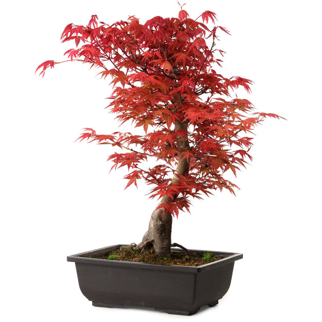 Acer palmatum deshojo, 40 cm, ± 10 años de edad, con un nebari de 4 cm