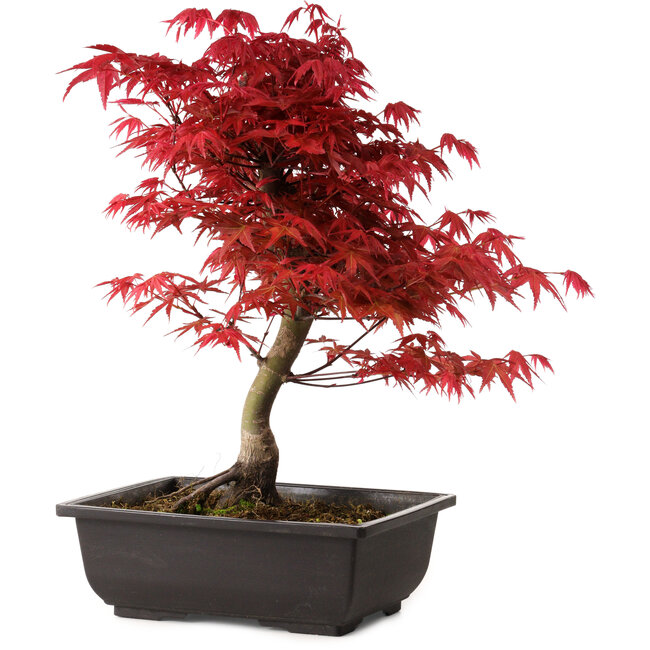 Acer palmatum deshojo, 40 cm, ± 10 años de edad, con un nebari de 4 cm