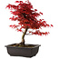 Acer palmatum deshojo, 40 cm, ± 10 años de edad, con un nebari de 4 cm