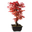 Acer palmatum deshojo, 40 cm, ± 10 Jahre alt, mit einem Wurzelhals von 4 cm