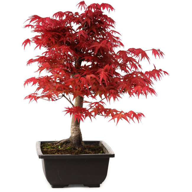Acer palmatum deshojo, 40 cm, ± 10 years old, with a nebari of 4 cm