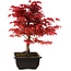 Acer palmatum deshojo, 40 cm, ± 10 Jahre alt, mit einem Wurzelhals von 4 cm
