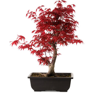 Acer palmatum deshojo, 40 cm, ± 10 anni