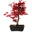 Acer palmatum deshojo, 40 cm, ± 10 anni, con nebari di 4 cm
