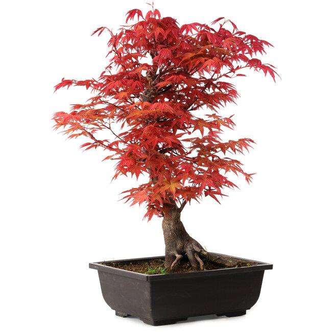 Acer palmatum deshojo, 40 cm, ± 10 años de edad, con un nebari de 4 cm