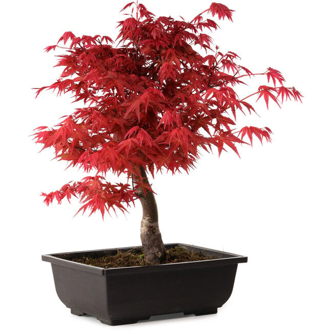 Acer palmatum deshojo, 40 cm, ± 10 Jahre alt, mit einem Wurzelhals von 4 cm