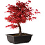 Acer palmatum deshojo, 40 cm, ± 10 años de edad, con un nebari de 4 cm