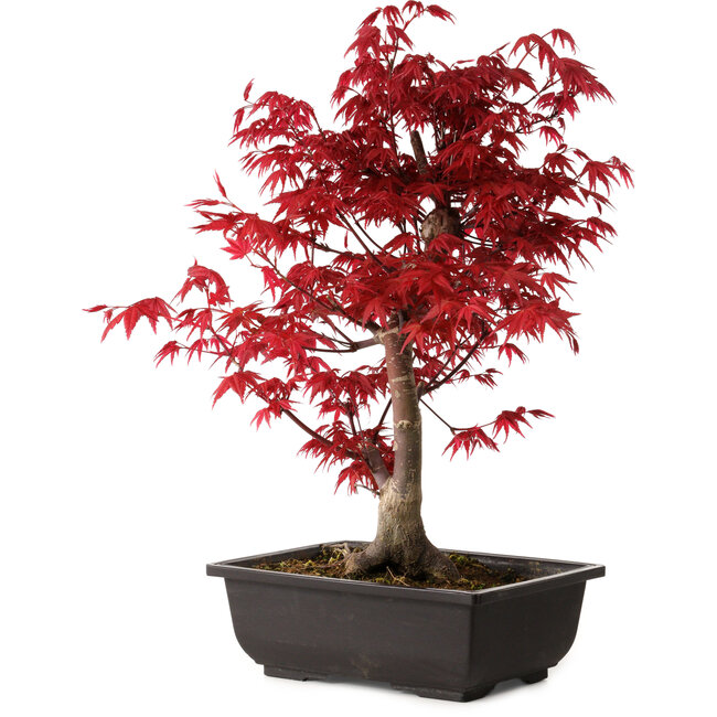 Acer palmatum deshojo, 40 cm, ± 10 Jahre alt, mit einem Wurzelhals von 4 cm
