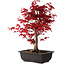 Acer palmatum deshojo, 40 cm, ± 10 Jahre alt, mit einem Wurzelhals von 4 cm