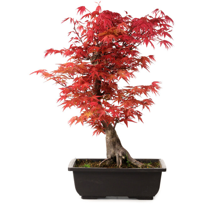 Acer palmatum deshojo, 40 cm, ± 10 años de edad, con un nebari de 4 cm