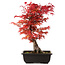 Acer palmatum deshojo, 40 cm, ± 10 anni, con nebari di 4 cm