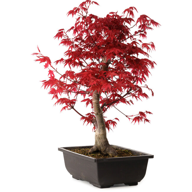 Acer palmatum deshojo, 40 cm, ± 10 Jahre alt, mit einem Wurzelhals von 4 cm
